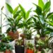 Les meilleures plantes d'intérieur pour la décoration et la purification l'air