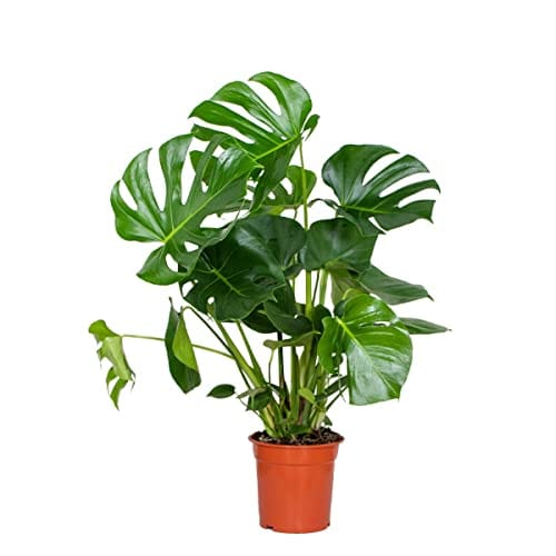 Monstera Deliciosa : La Plante d'Intérieur Indispensable pour Votre Décor! Monstera Deliciosa : La Plante d'Intérieur Indispensable pour Votre Décor!