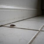Bébé cafard identification carrelage cuisine sombre Petite nymphe de cafard brun clair sur un carrelage de cuisine sombre