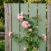 Clôture relookée avec fleurs et peinture colorée