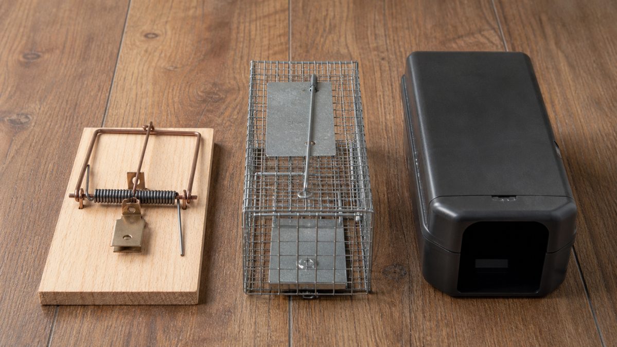 Trois types de pièges à rats posés côte à côte, mécanique, cage et électronique